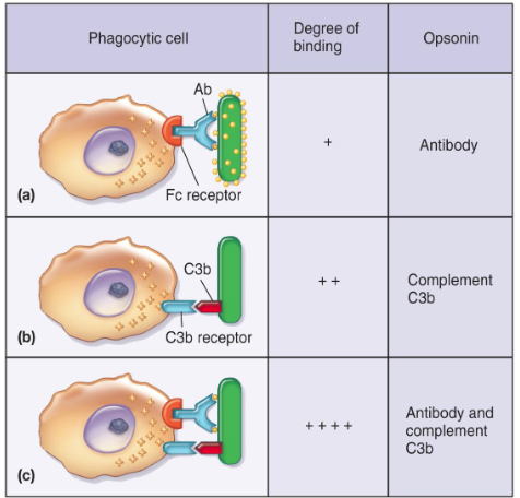 <p>Process in which microbes are coated by serum components (opsonin) in preparation for recognition/ ingestion by phagocytic cells </p><ul><li><p>some complement proteins are opsonins </p></li></ul><p></p>