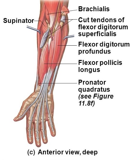 <p><strong>origin:</strong> anteromedial surface of shaft of ulna</p><p><strong><mark data-color="red">insertion: </mark></strong><mark data-color="red">distal phalanges of medial four fingers</mark></p><p><strong>innervation:</strong> medial half- ulnar nerve; lateral half- median nerve</p><p><strong>action:</strong> flexes distal phalanx of fingers; assists in flexion of wrist</p>