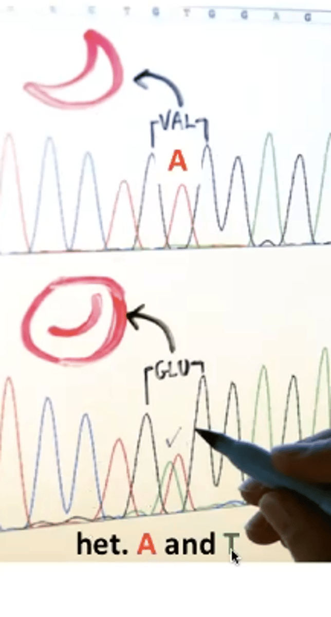 <p>heterozygous individual</p>