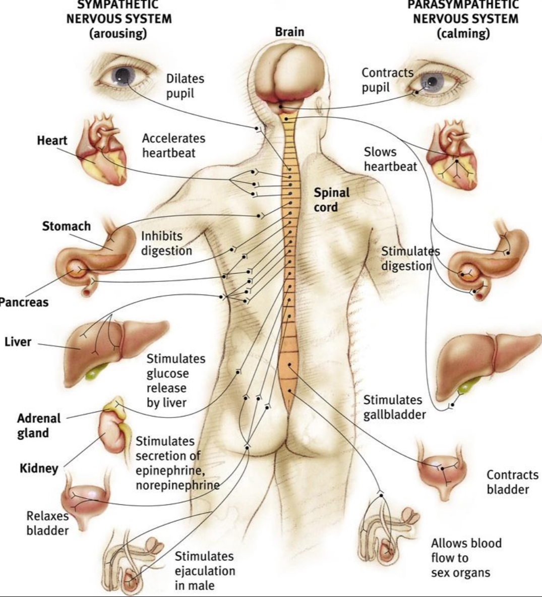 <p>Part of PNS; deals with automatic functions (heartbeat, respiration, digestion, eye dilation, etc.); has 2 parts: sympathetic, parasympathetic (often have opposite effects/balance each other out)</p>