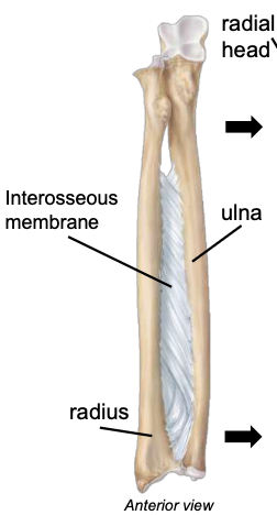 <p><span style="font-family: ArialMT">keeps the radius and ulna a fixed distance; allows for rotation</span></p>