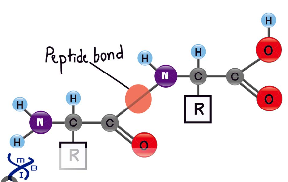 <p>&nbsp;the bond between two amino acids</p>
