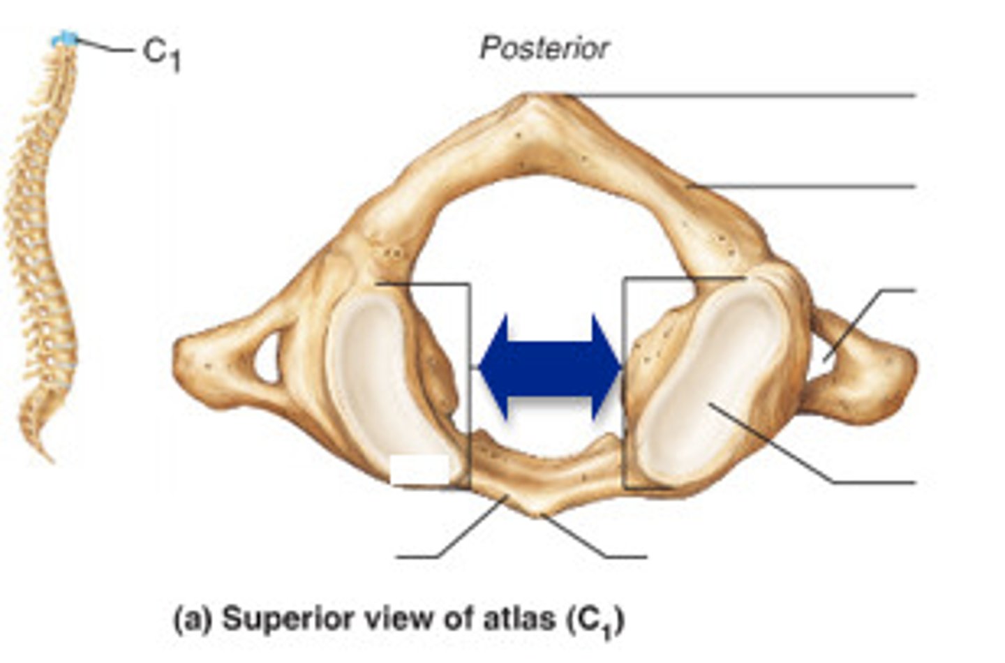 <p>lateral masses</p>