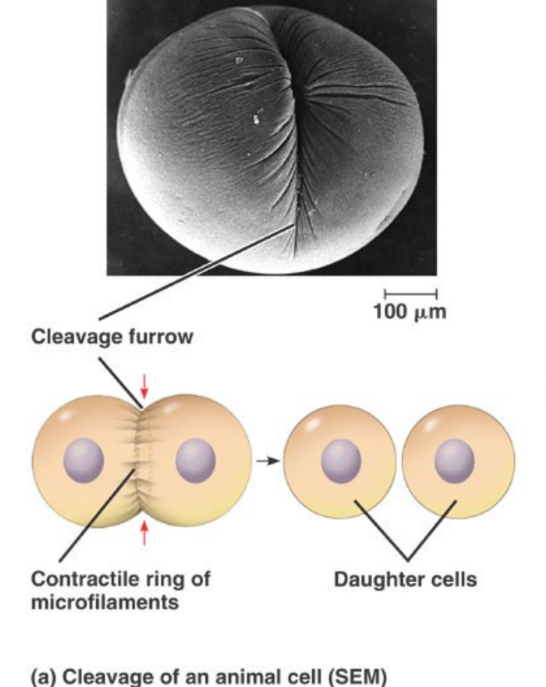 the plasma membrane is pulled inwards
around the equator of the cell to form a cleavage furrow
by contractile proteins actin and myosin – the same as in
muscles.