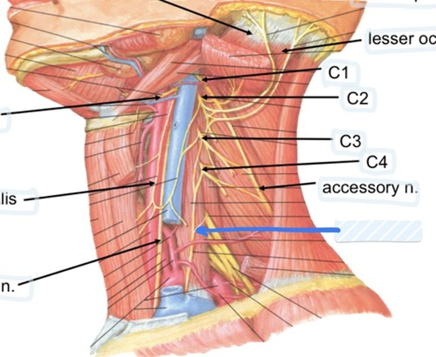 knowt flashcard image