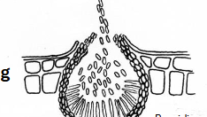 <p>Flask-shaped or globose asexual ascomycete fruiting body. Typically embedded in plant tissue</p>
