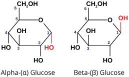 <ol><li><p><strong>Alpha</strong> - hydroxyl next to oxygen faces <strong>DOWN</strong></p></li><li><p><strong>Beta</strong> - hydroxyl next to oxygen faces <strong>UP</strong></p></li></ol><p></p>