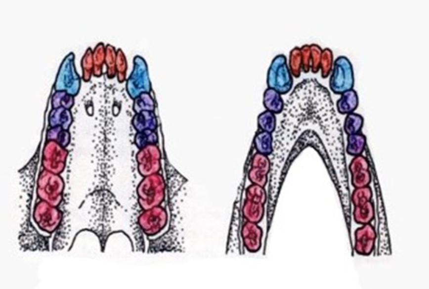 <p>Tooth Morphology/Diet</p>