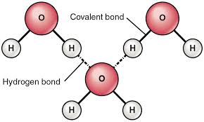 - Polar molecules
- Hydrogen bonding, each molecule can form 4 at a time
- Cohesion
- Adhesion
- Less dense as solid than as liquid