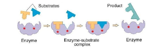 <ul><li><p>enzyme structure is flexible and adjusts to the shape of the active site in order to bind the substrate</p></li><li><p>shape changes improve catalysis during reaction</p></li></ul>