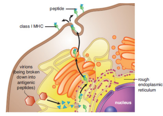 <p>All nucleated cells in the body; Any protein produced within a cell can be loaded and presented on the surface; allows the immune system to monitor the health of these cells and to detect if the cells have been infected with a virus or another intracellular pathogen; infected cells can then be killed by cytotoxic T-cells to prevent infection</p>