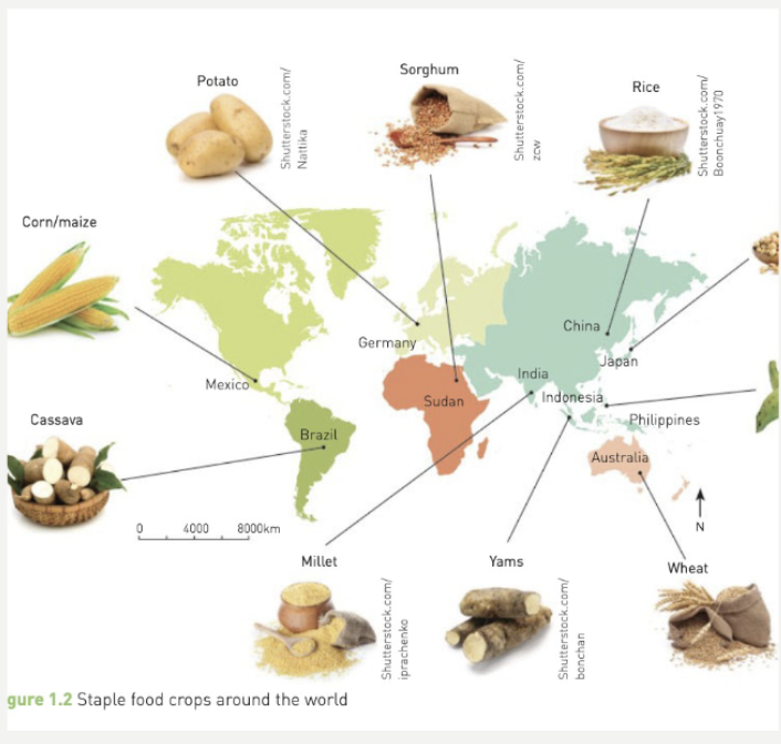 <p>australia = wheat </p><p>uk = potato </p><p>china = rice</p><p>mexico = corn</p>