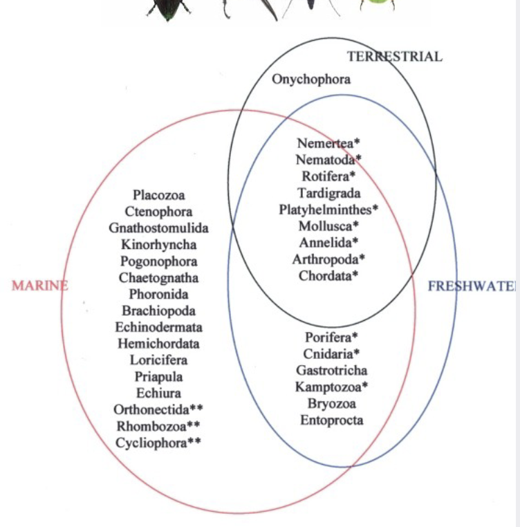 <ul><li><p>of the 37 animal phyla, 36 are mostly aquatic or marine </p></li><li><p>nearly 90% of terrestrial fauna is insects (which are absent from marine waters) </p></li></ul><p></p>
