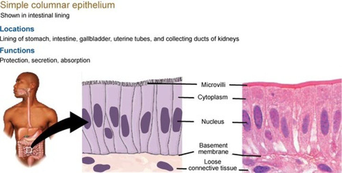 <p>Absorption and secretion; found in the small intestine and colon.</p>