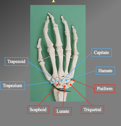 <ul><li><p>proximal bones</p></li></ul><p>Scaphoid</p><p>unate</p><p>Triquertral</p><p>Phisiphorm</p><ul><li><p>distal bones'</p></li></ul><p>Hanate</p><p>Capitate</p><p>Trapezoid</p><p>Trapezium</p><ul><li><p>note this follows from the bone under the thumb to the pinkey and back to the thumb&nbsp;</p></li></ul><p></p>