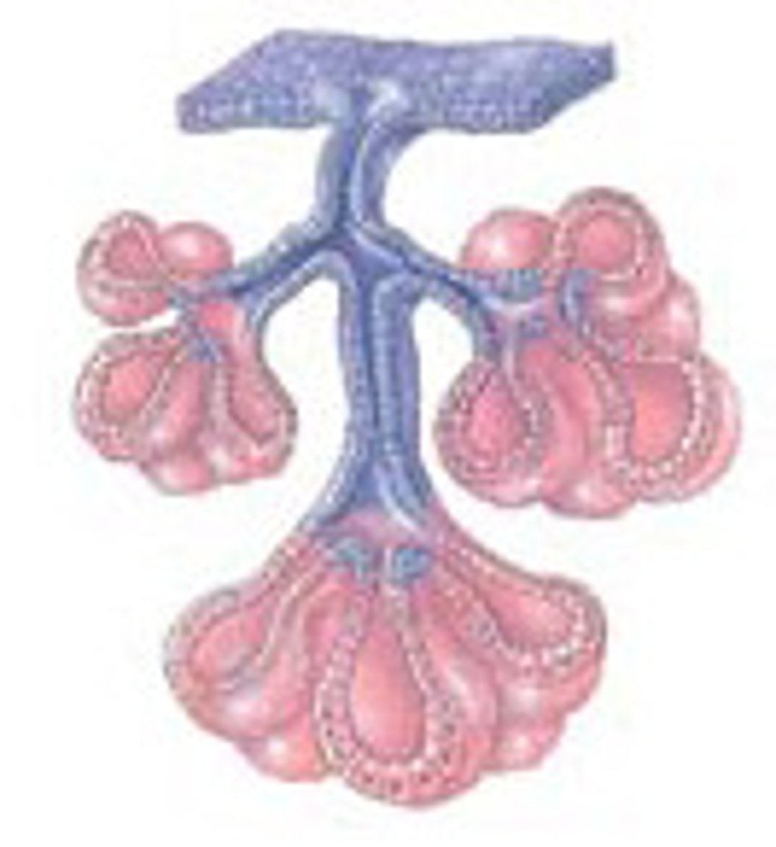 <p>Both tubular and rounded secretory portions; Found in salivary glands, respiratory glands, pancreas.</p>