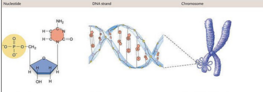 <ul><li><p>Energy, information, and regulation</p></li><li><p>Passes down information</p></li><li><p>Regulatory; RNAs; control how we turn on gene regulation, turn off gene expression</p></li><li><p>Bond between is phosphodiester bonds</p></li></ul><p></p>