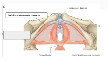 <p>what structure is that?</p>