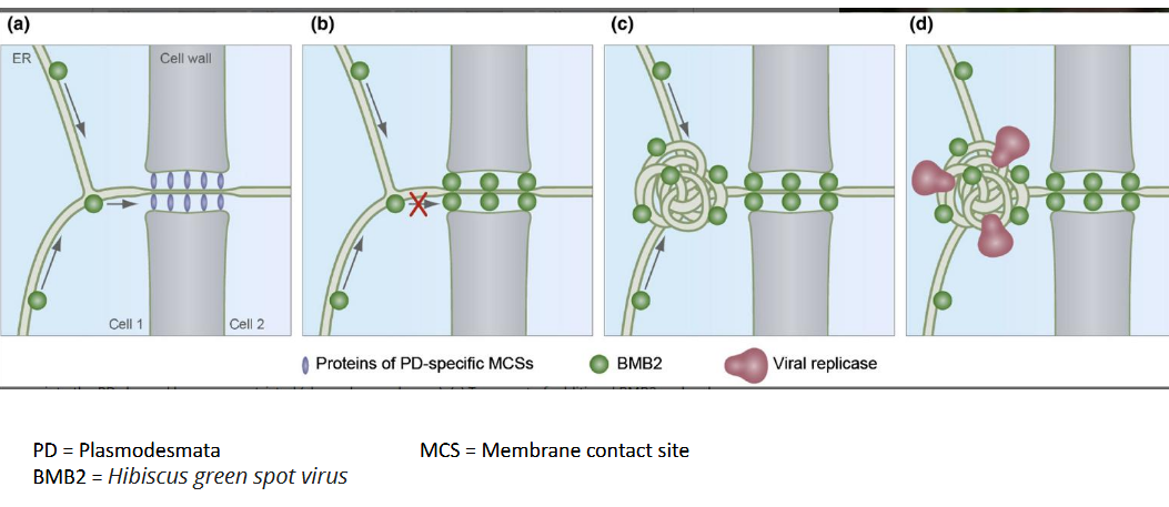 <p>systemically through the symplast if viral movement proteins expand the size exclusion limit</p>