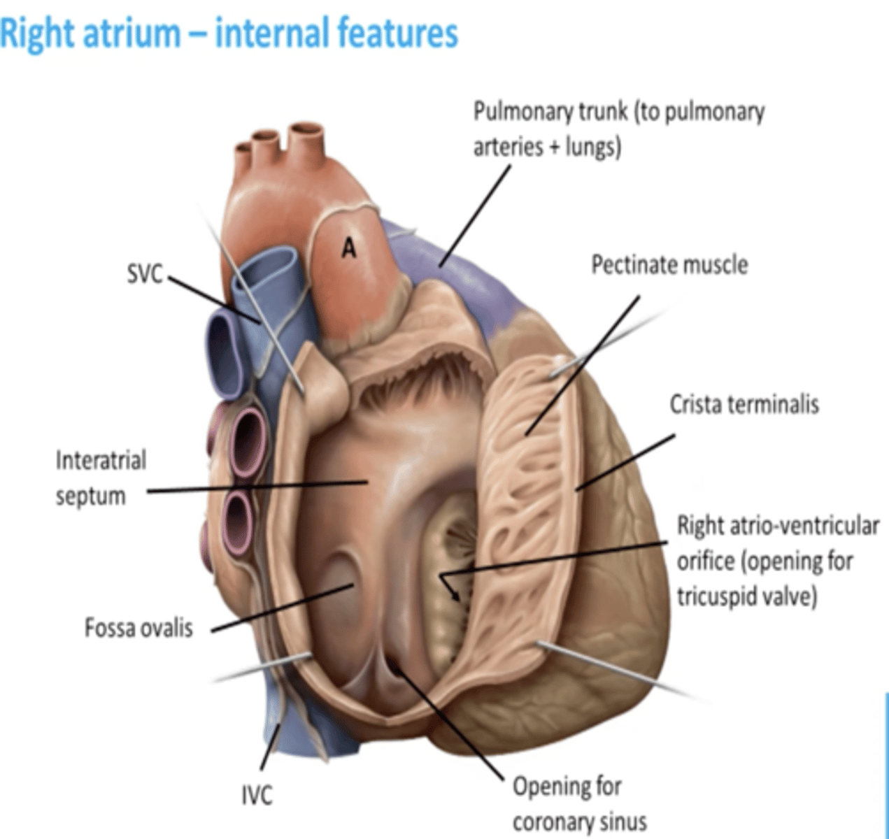 <p>- Sinus Venarum</p><p>- Pectinate muscles</p><p>- Right AV orifice</p>