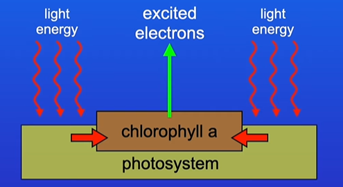 <p>-contains accessory pigments that surround the reaction centre (chlorophyll a)</p><p><strong>role</strong></p><p>-the pigment molecules absorb light energy and transfer it to the reaction centre→ reaction centre uses this energy to excite electrons</p><p>[watch freesciencelessons]</p>