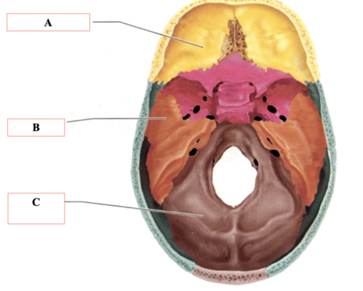 <p>Identify C.</p>