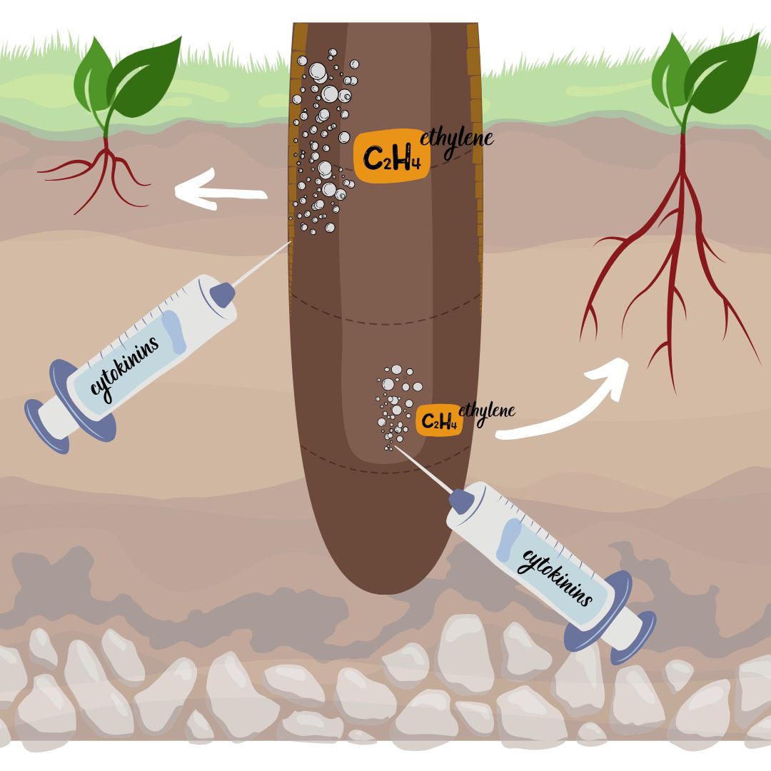 <p>What is cytokinin’s role?</p>