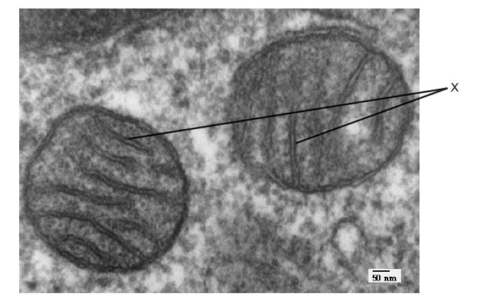 <p>Which process is occurring on the structures labelled X?</p>