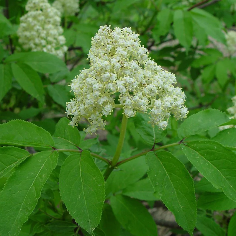 <p>sambucus racemosa</p><p>characteristics: serrated edge leaflets, 5-7 leaflets, sometimes top one is split, edible flowers, berries (animal dispersal), rhizome resprout (early succession), sunny </p>