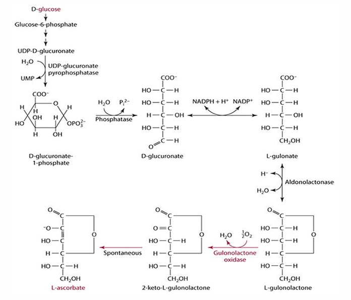 <p>absence of gluconolactone oxidase</p><p></p><p>(glucose—&gt; L-gulonolactone—&gt; needed enzyme—&gt; L-ascorbate)</p>