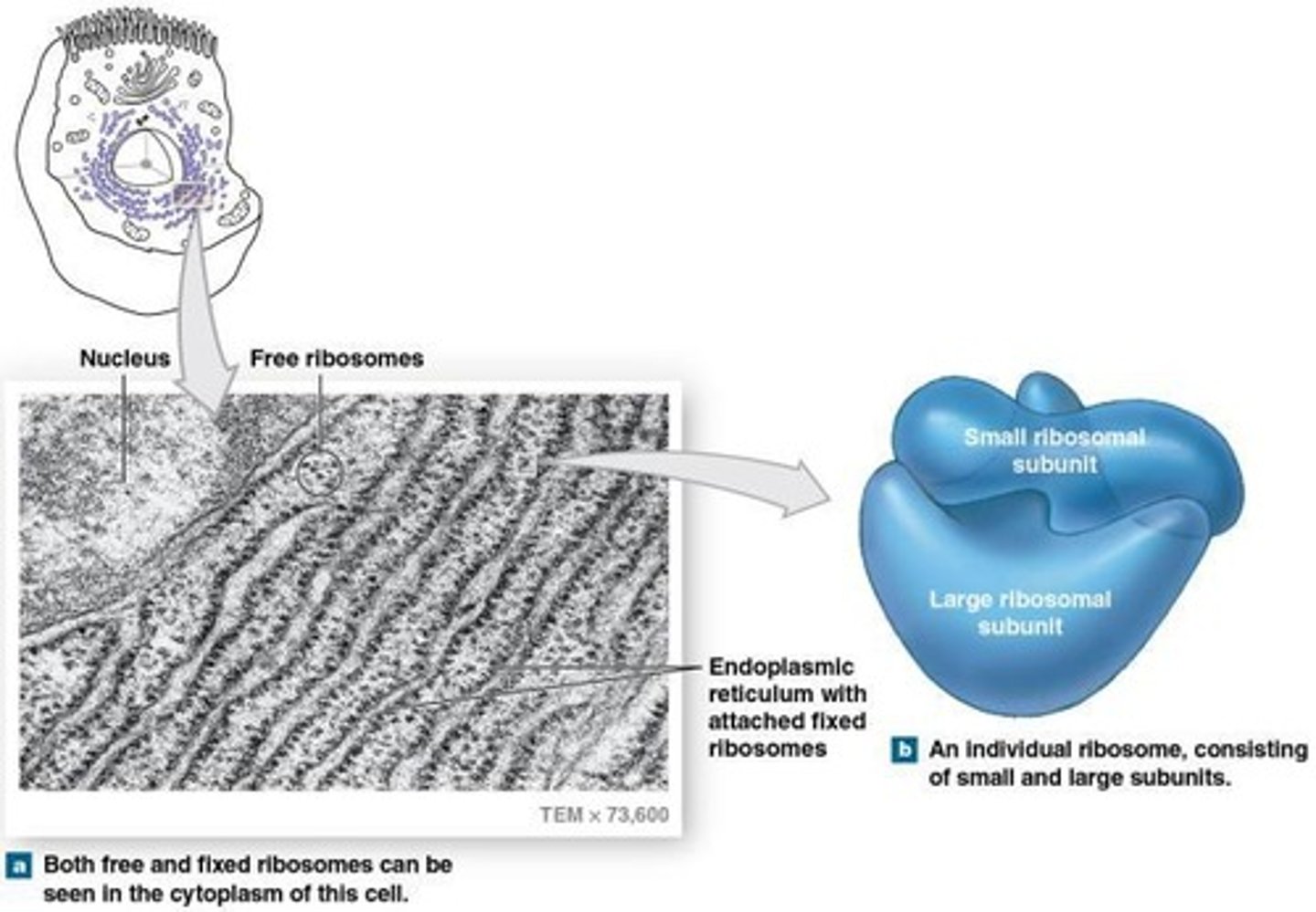 <p>Organelles that float in the cytoplasm or are attached to the endoplasmic reticulum, involved in protein production.</p>