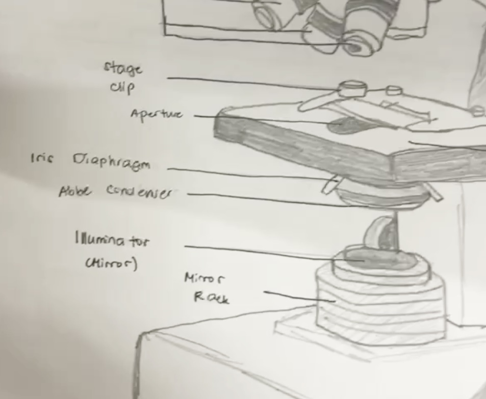 <p>The opening in the stage that lets light pass through the specimen.</p>