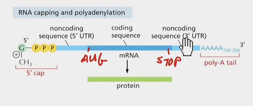 No, because EVERYTHING left over after transcription is exons, (5’ UTR and 3’ UTR) and that includes noncoding sequence. They are essential or else ribosomes do not work.

UTR stands for UNTRANSLATED (i.e., non-coding)