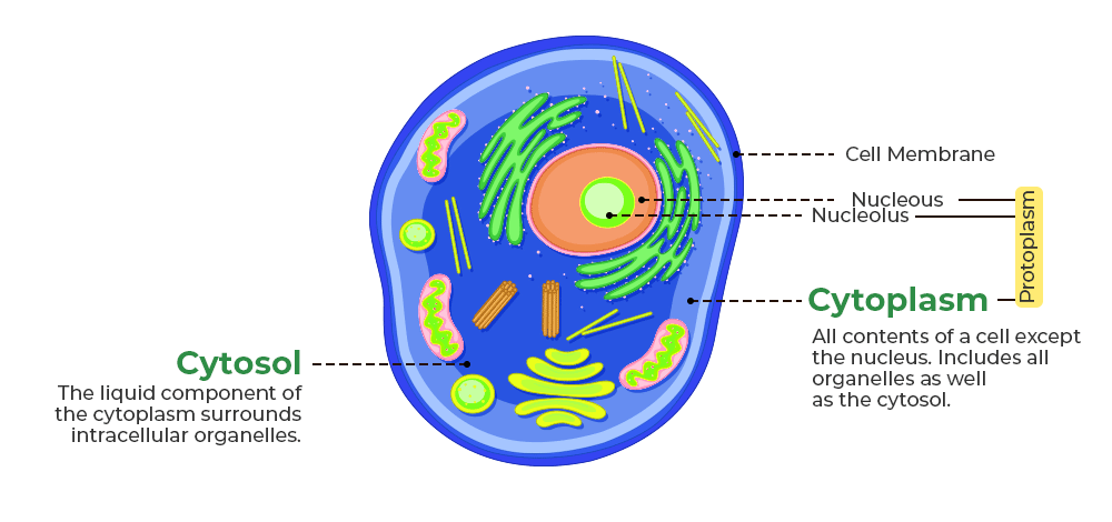 <p><strong>= </strong>Fluid of the cytoplasm, excluding organelles.</p><ul><li><p>inside of the cell</p></li><li><p>potassium rich</p></li></ul>