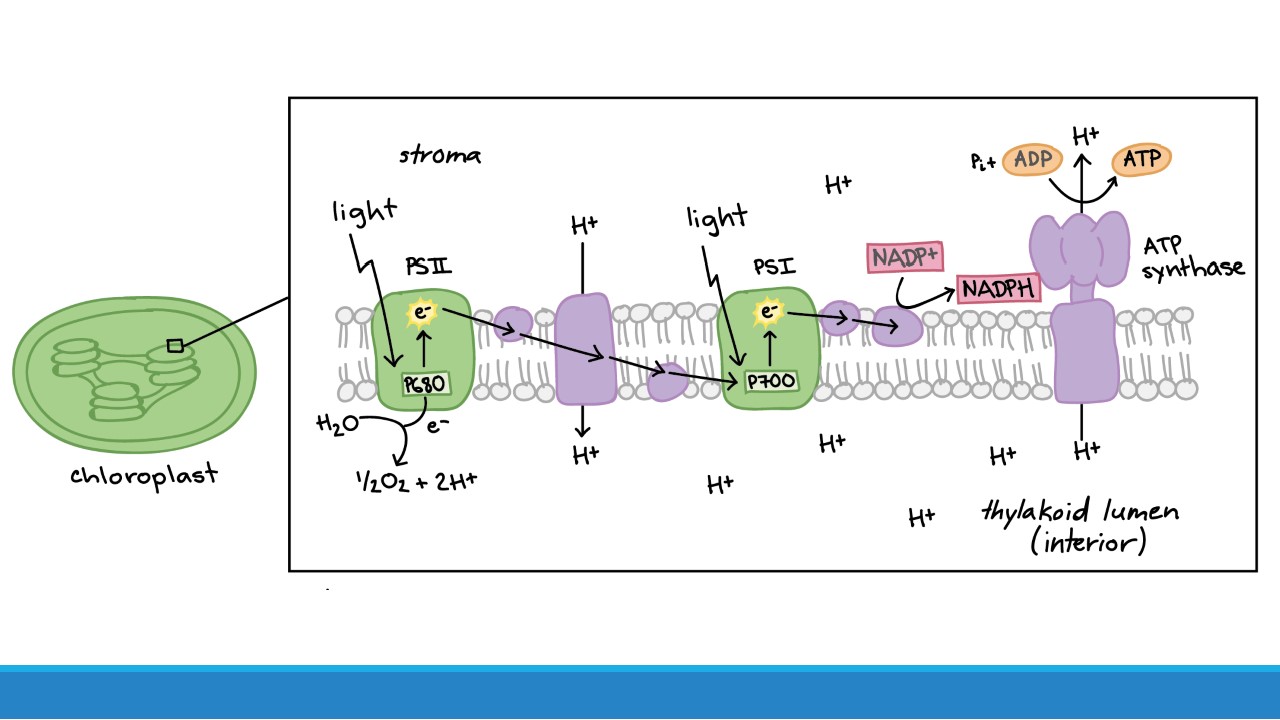 <p>Production of ATP </p>