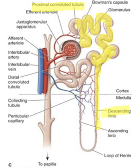 <ul><li><p>Osmotic diuretic</p></li><li><p>Reduction of ICP + Reduction of increased intraocular pressure (IOP)</p></li><li><p>Increases osmotic pressure in blood + Increase Osmolality and tonicity of blood</p><ul><li><p>Draws water out of blood</p></li><li><p>Draws water out of eye</p></li></ul></li></ul><p></p>