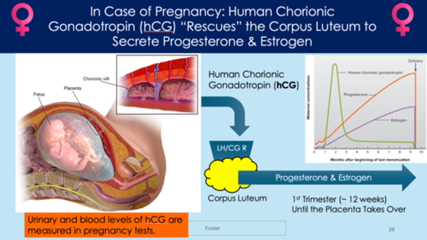 <p>- embryo releases human chorionic gonadotropin (hCG)</p><p>- acts on corpus luteum; causes to continue producing progesterone and estrogen </p><p>- corpus luteum will continue to produce estrogen and progesterone until the placenta takes over around 12 weeks </p>
