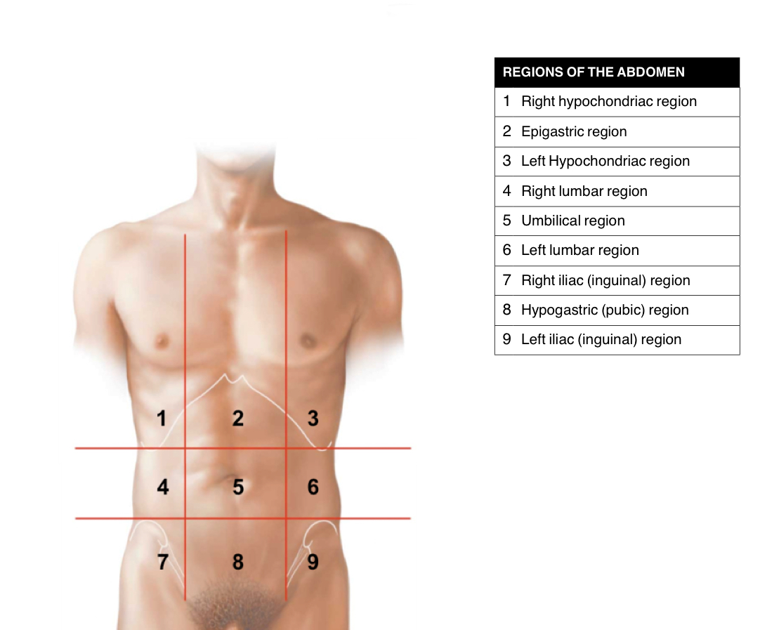 <p>Abdominal regions </p><p>Surface anatomy </p>
