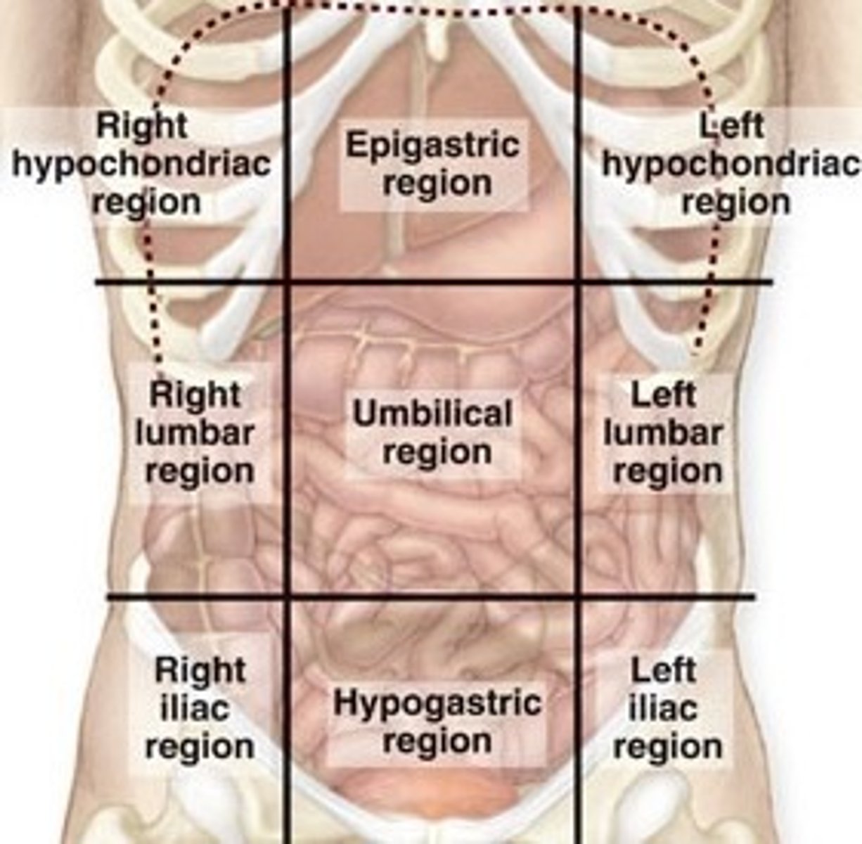 <p>Right Hypochondriac, Epigastric, Left Hypochondriac, Right Lumbar, Umbilical, Left Lumbar, Right Iliac, Hypogastric, Left Iliac</p>