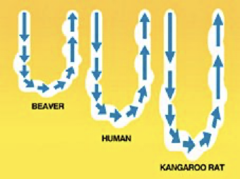 The ability to concentrate depends on the relative length of the loop of henle and the number of juxta medullary nephrons.

Some animals e.g. humans also have cortical nephrons which have little value in concentrating urine.