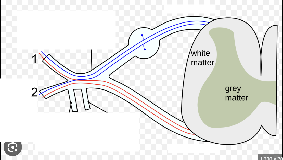 <p>what structure is this? #1</p>