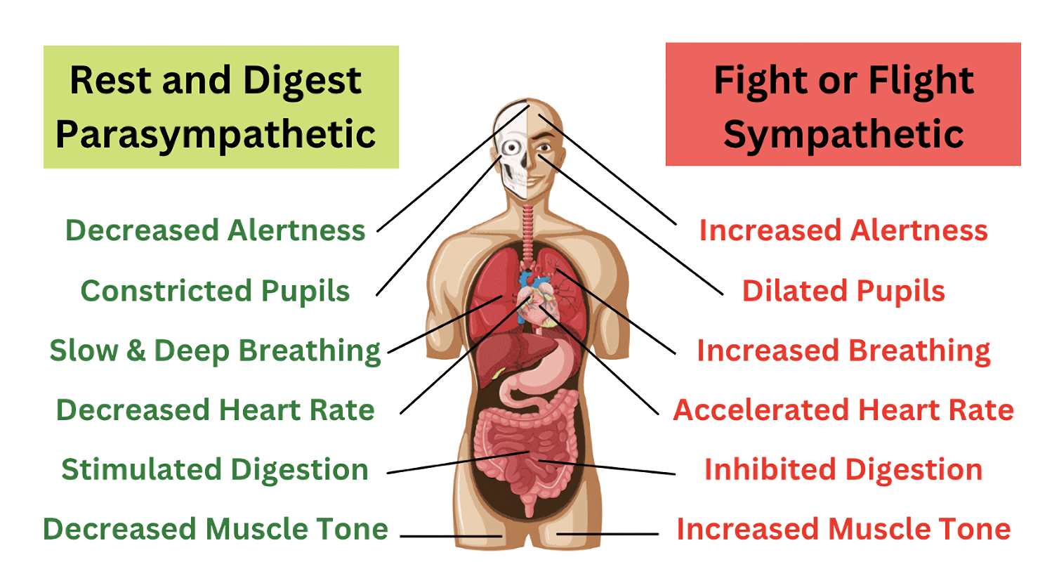 <p>A physiological response that occurs when a threat or stressful situation arises.</p>
