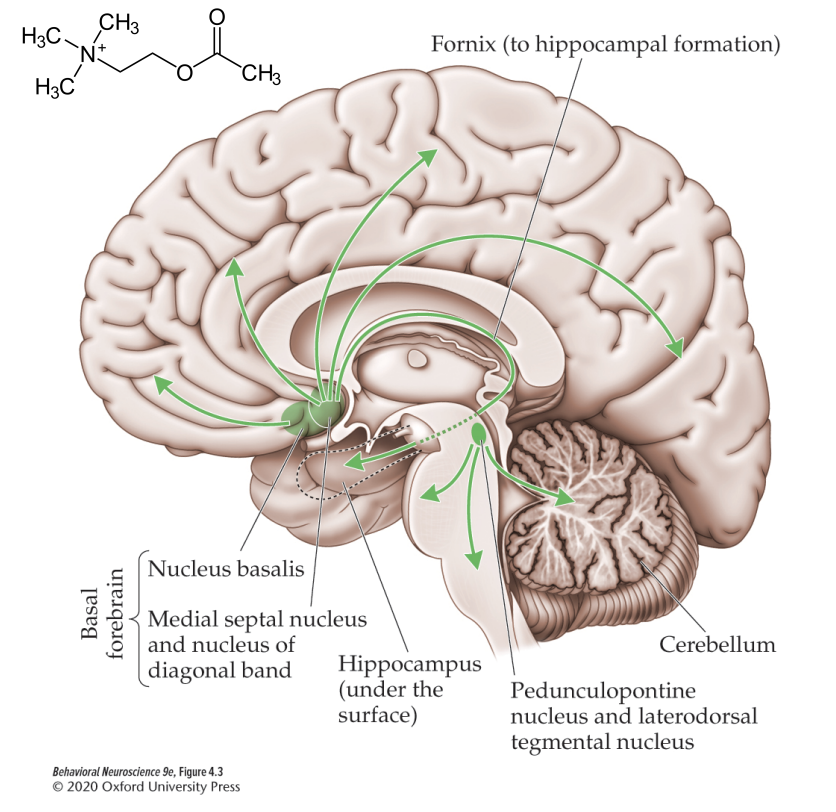 <p>Neurons that use ACh as a neurotransmitter are referred to as this</p>