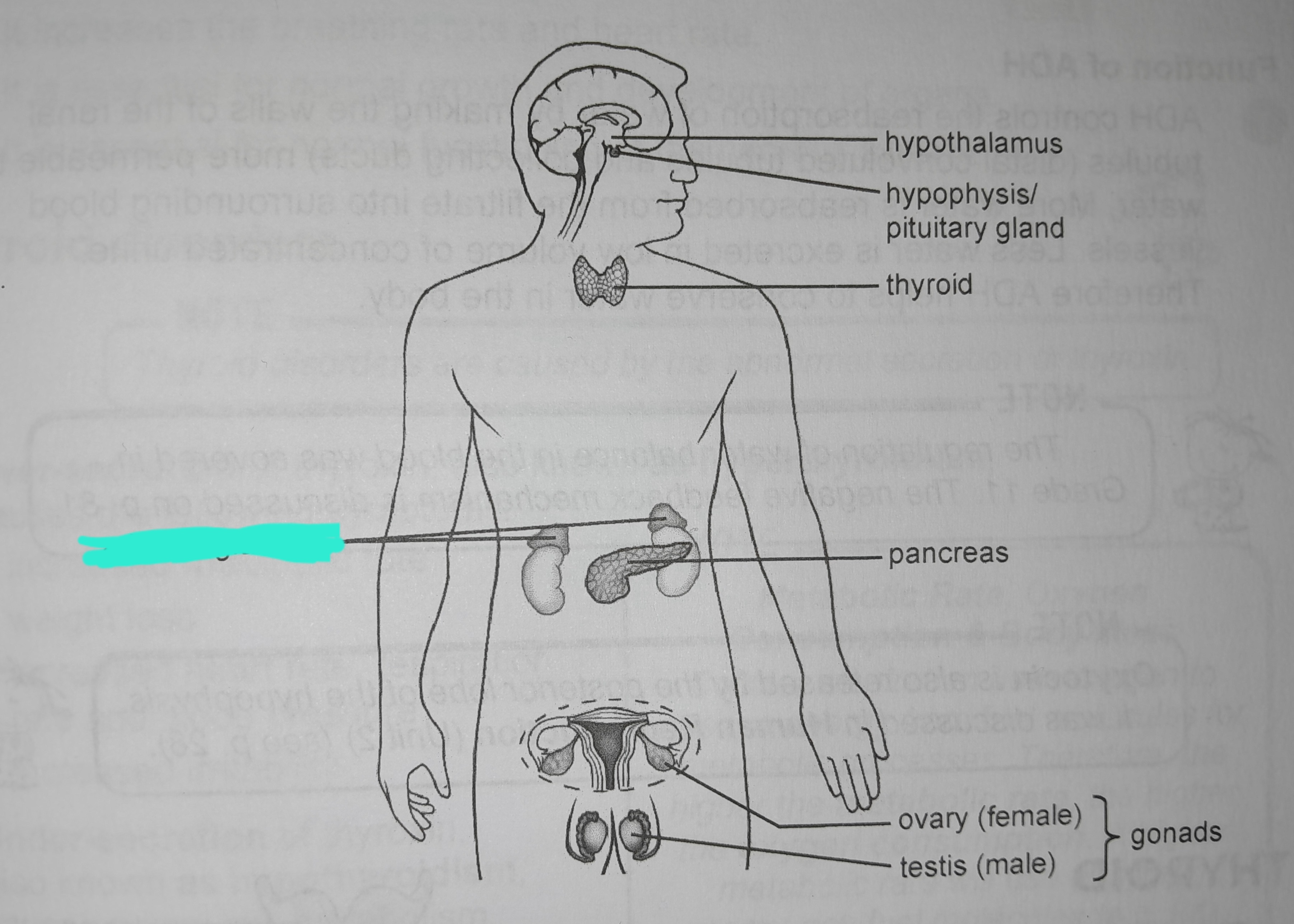 term image