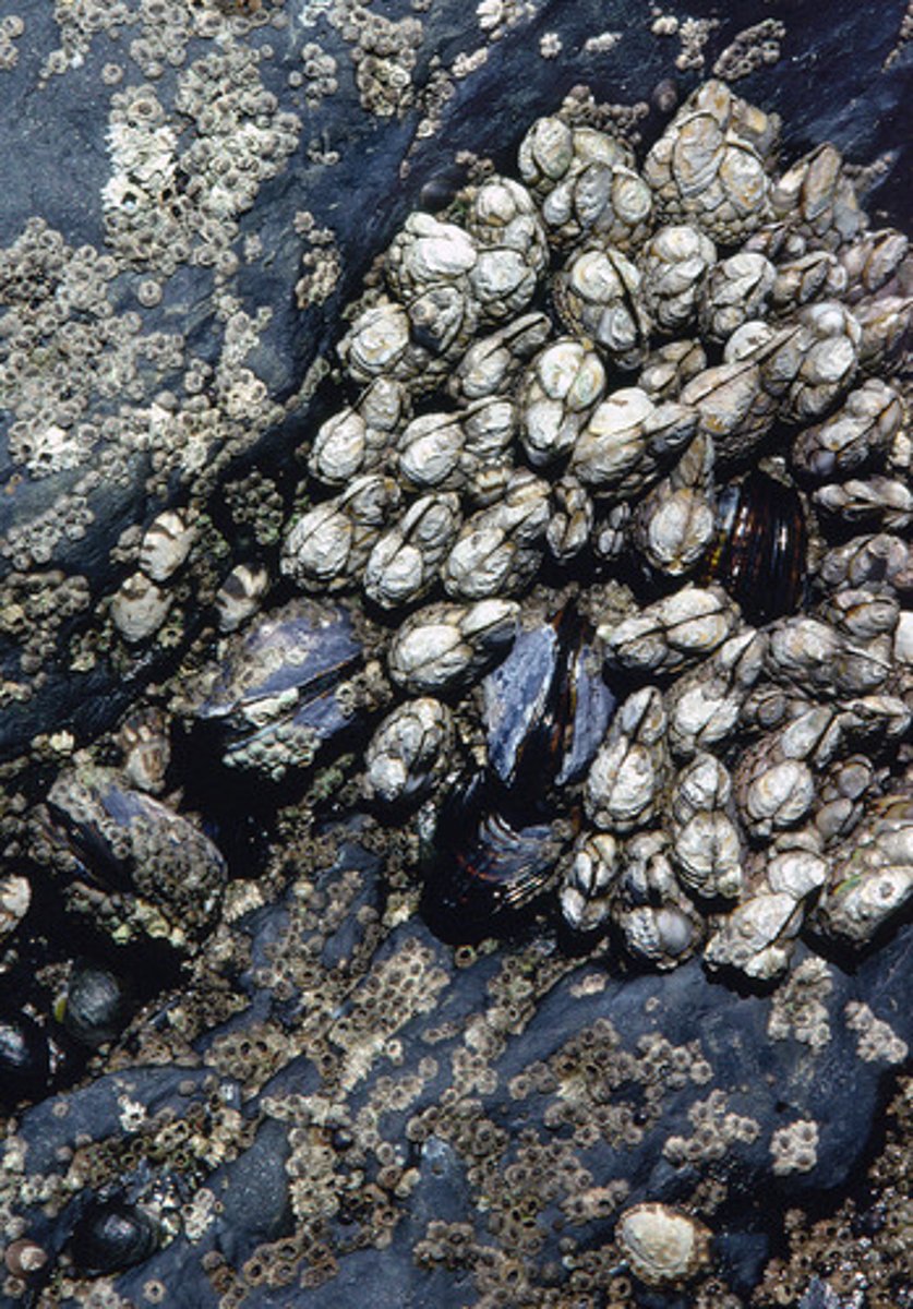 <p>organism that lives in water and has a shell</p>