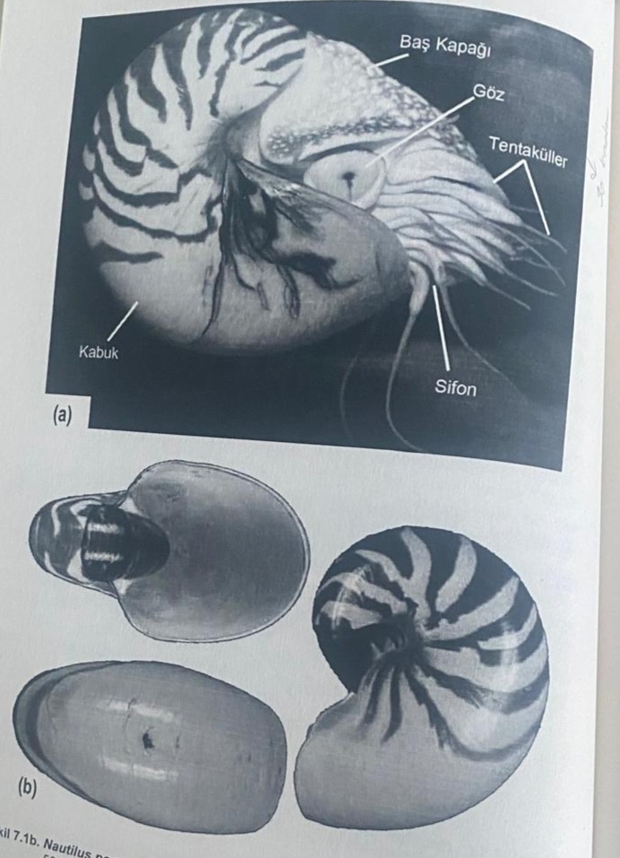 <p>Regnum: Animalia<br>Phylum: Mollusca<br>Classis: Cephalopoda<br>Subclassis: Nautiloidea (Tetrabranchiata)<br>Genus: Nautilus</p>