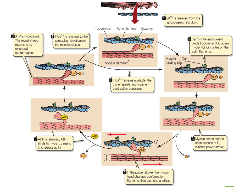 <ul><li><p>Increasing the amount of overlap of actin and myosin filaments → muscle shortening</p></li><li><p>The Z lines at the end of the sarcomere move close together </p></li><li><p>Myosin head groups grip binding sites on actin filaments and moves them towards the sarcomere’s center</p></li><li><p>Each time a myosin head binds an actin bead, it forms a cross-bridge</p></li><li><p>Requires one molecule of ATP</p></li></ul>