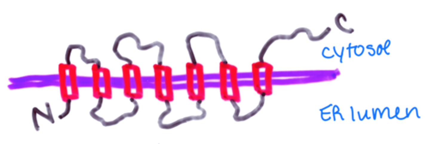 <p>1. translocator</p><p>2. ER</p>