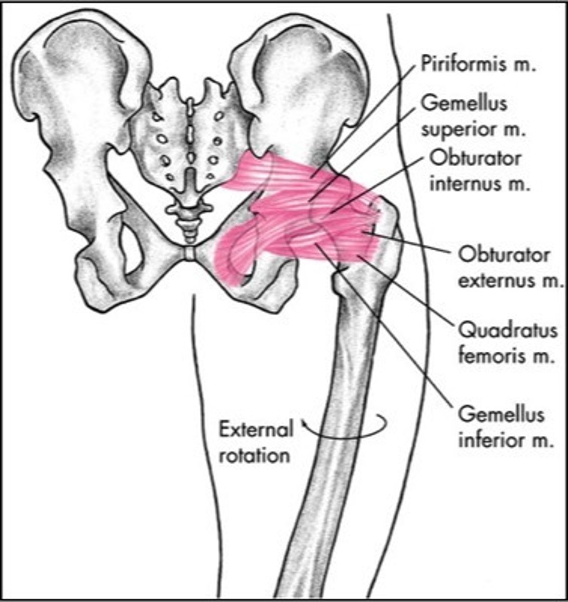 <p>Piriformis, </p><p>superior Gemellus, </p><p>Obturator internus, </p><p>inferior Gemellus, </p><p>quadratus femoris, </p><p>obturator externus </p><p>6 muscles</p><p>Pee GO GO Quickly </p>