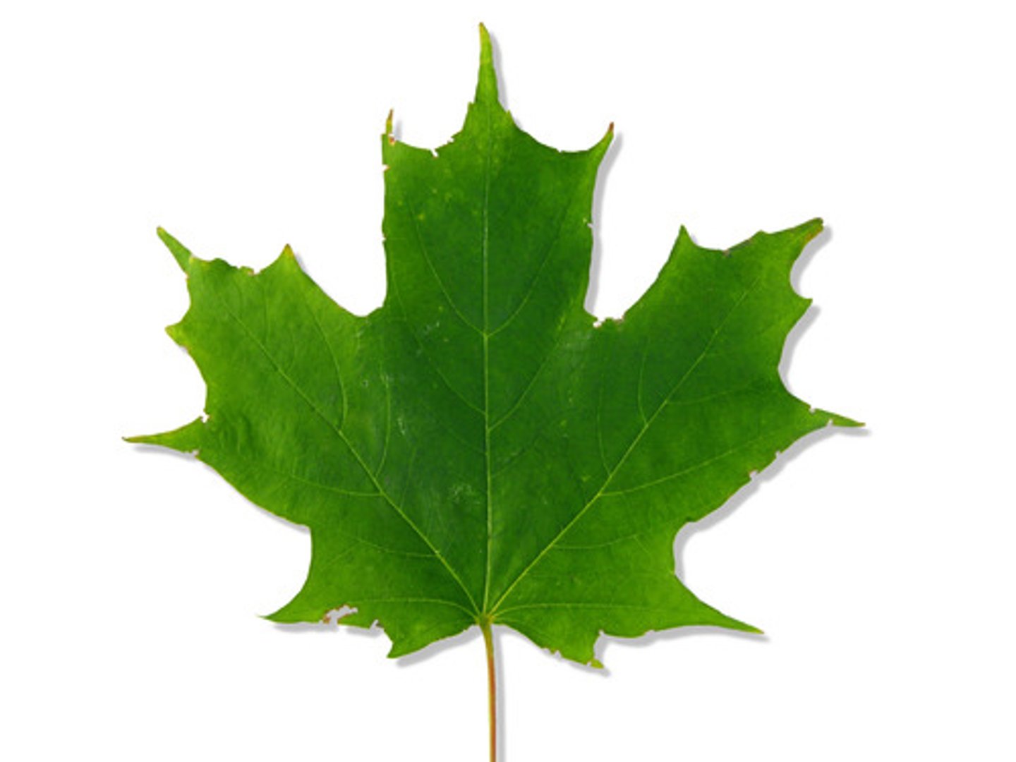 <p>Acer saccharum</p>
